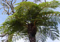 FANJAN