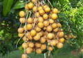 LONGANI