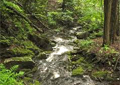 RAVINE