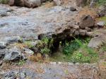 Une autre en bordure de la Ravine.