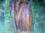 Une des sources ferrugineuses des Sources Mannouilh.