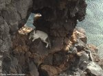 Ce chat abandonné donne une idée de la taille de l'orifice de l'arche