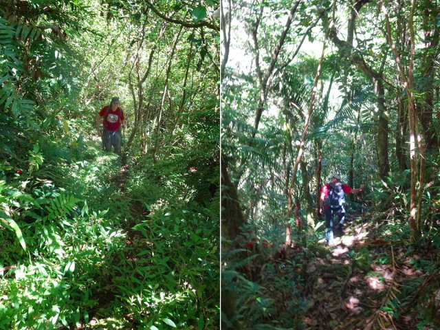 Belle forêt mais peu de gros arbres caractéristiques