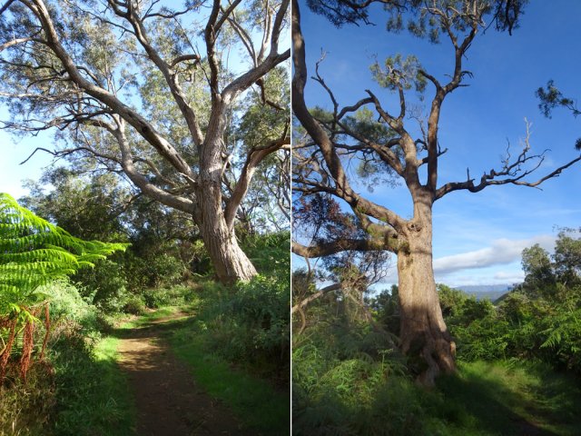 Il reste encore de superbes tamarins des Hauts