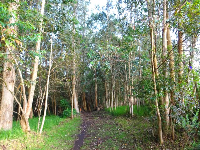 Le bois d'eucalyptus qui longe la ferme photovoltaïque