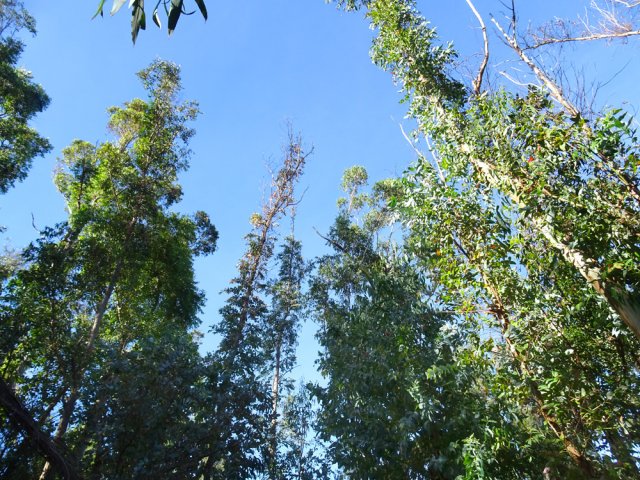 Beaucoup de grands arbres ont perdu des branches lors des coups de vent