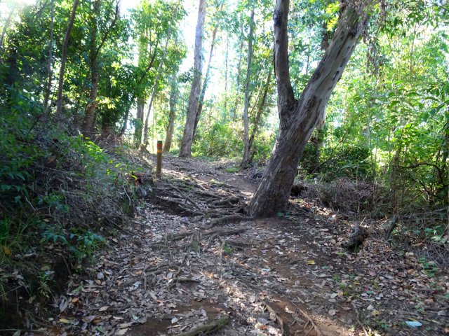 Assurance de marcher à l'ombre des eucalyptus