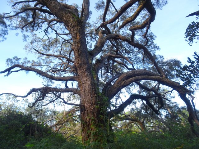 Un autre vieux spécimen qui résiste encore malgré ses longues branches