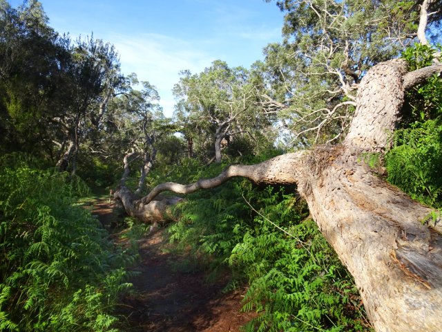 Même couché, le tamarin continue à vivre