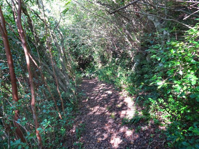 Comme partout, les goyaviers ont tout envahi