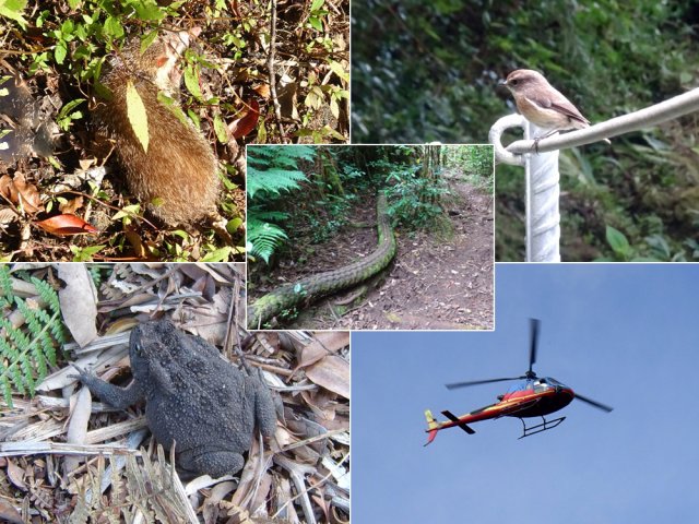 Quelques rencontres et l'anaconda à écailles de fanjan de Takamaka (non dangereux !)