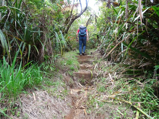 Beaucoup de pailles sabre entre les bois de couleurs