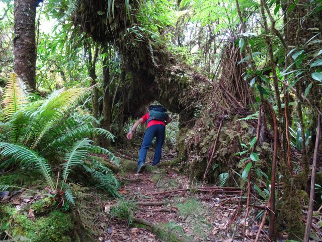 Quelques arches végétales imposent de se baisser