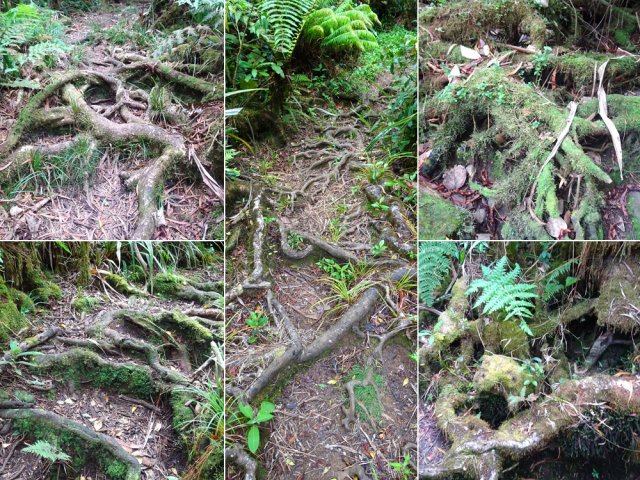 Il faudra marcher sur des racines durant toute la traversée