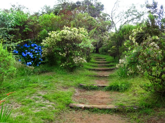 La fin, en descente, frôle quelques touffes d'hortensias