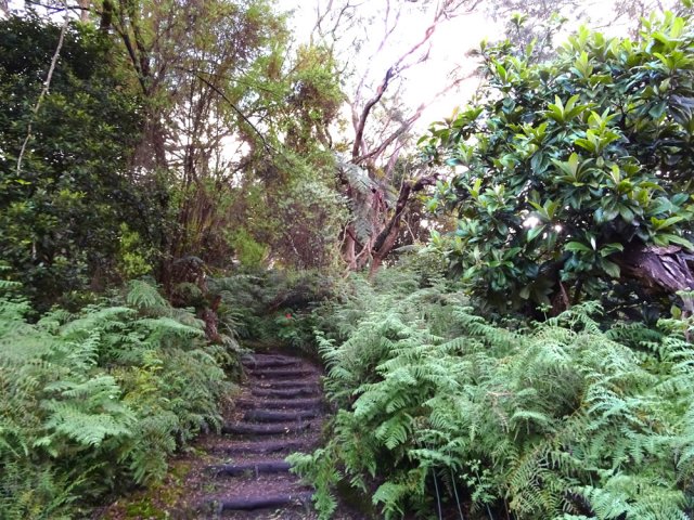 Sentier humide et glissant dans une végétation touffue
