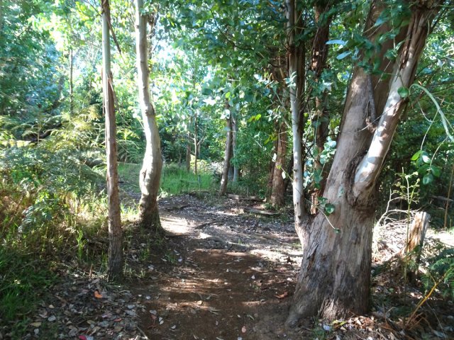 Belle plantation d'eucalyptus en début de descente