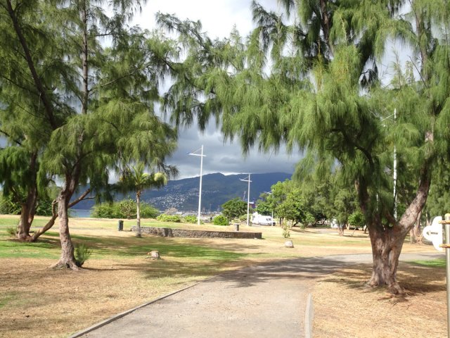 Il reste de grands filaos qui ont résisté aux cyclones