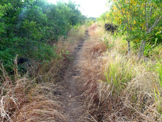 D'autres parties sont transformées en savane