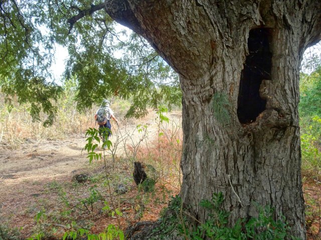 Le chemin est totalement plat entre les grands tamarins