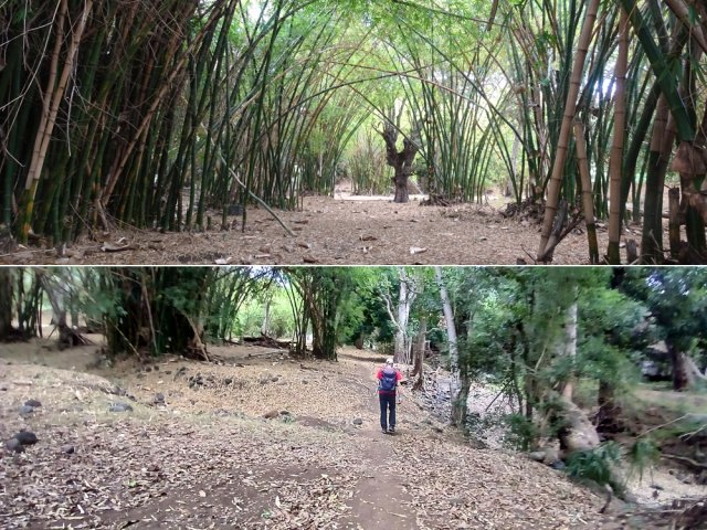 Dernière boucle au nord du parc pour traverser une bambouseraie