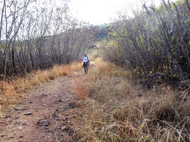 Le contournement des carrières s'effectue dans les épineux et hautes herbes