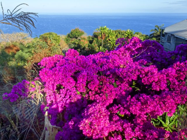 Les jardins fleuris font oublier ces égarements