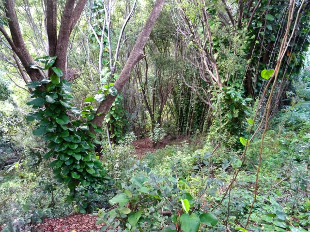 Chaque arbre est colonisé par les pothos
