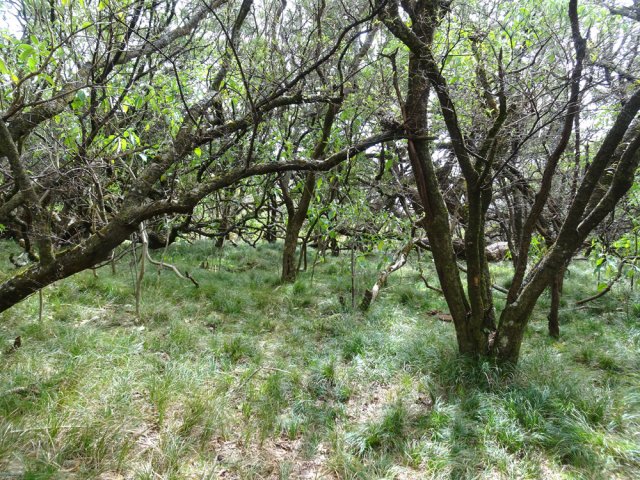 A 2000 m, les sous-bois sont devenus des prairies naturelles