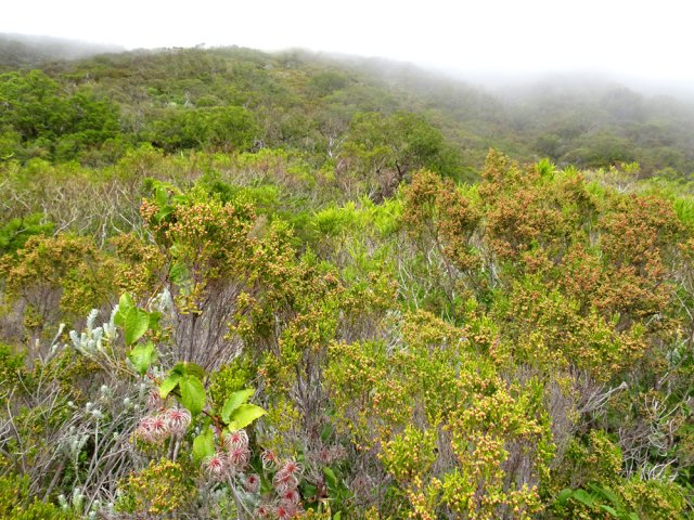 La végétation en direction du gîte