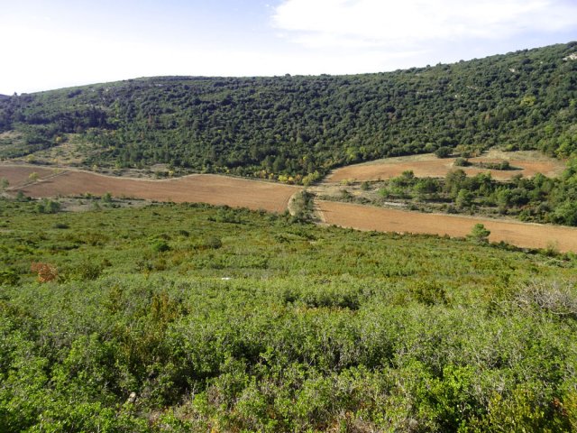 Quelques cultures au milieu de la garrigue et des forêts de chênes