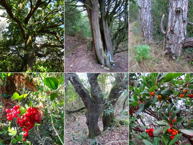 Quelques végétaux et arbres le long de la route