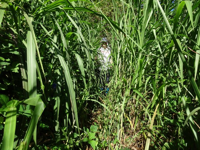 Une partie de 20 m envahie de cannes fourragères