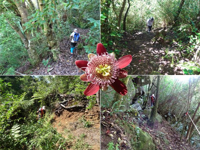 D'autres portions de la boucle avec une rencontre de la belle passiflore sauvage