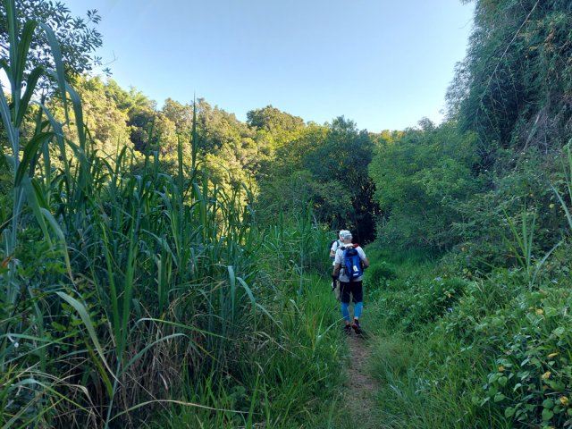 Le sentier, au départ, est herbeux