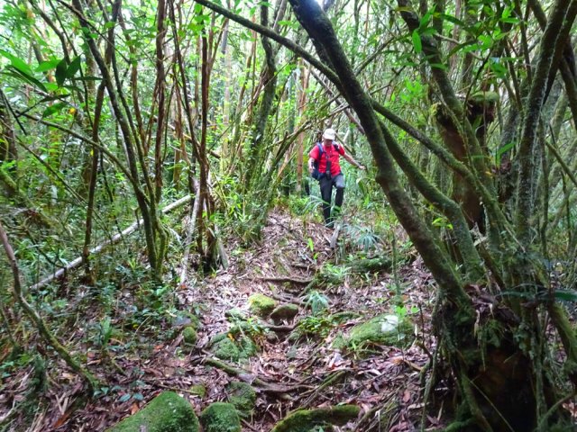 La fin du sentier s'effectue en descente sur des racines