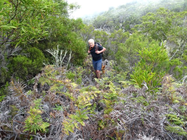 15 mètres de fougères à traverser facilement