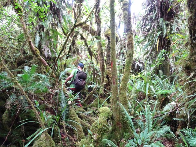 Même très touffue, la forêt offre constamment des passages entre les arbres