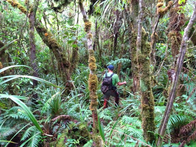 Jamais d'hésitation malgré la forêt touffue