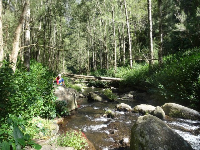 La forêt de filaos représente l'essentiel des arbres